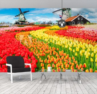 Picture of Two traditional Dutch windmills of Zaanse Schans and rows of tulips Netherlands